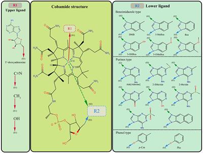 Understanding the sources, function, and irreplaceable role of cobamides in organohalide-respiring bacteria